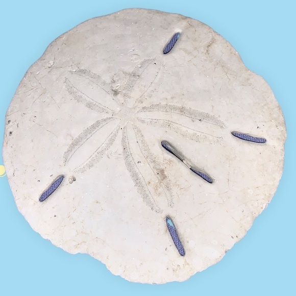 Flat sea urchin or sand dollar #4. - Picture 3 of 8